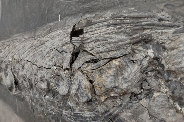 Holzmaden Ichthyosaurus mit Pyritzerfall