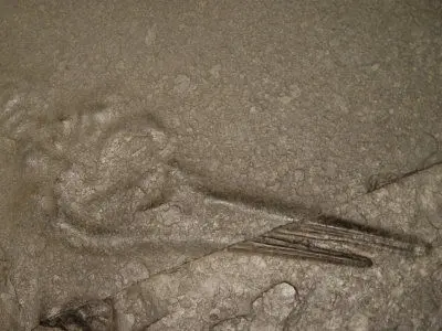 Holzmaden_Preparation_01