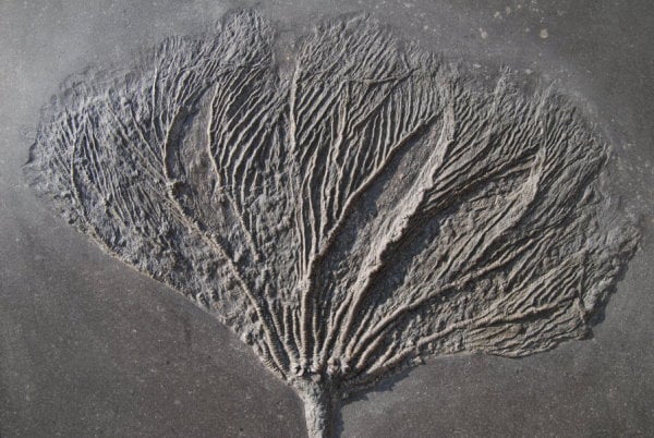 Seelilie Seirocrinus aus Holzmaden im Detail - gesucht für Fossilienankauf
