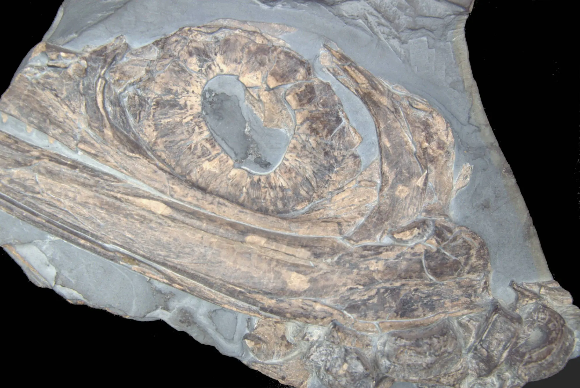 Stenopterygius quadriscissus_Holzmaden_09b