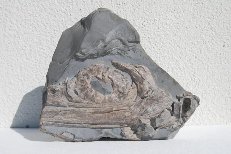 Stenopterygius quadriscissus_Holzmaden_09a