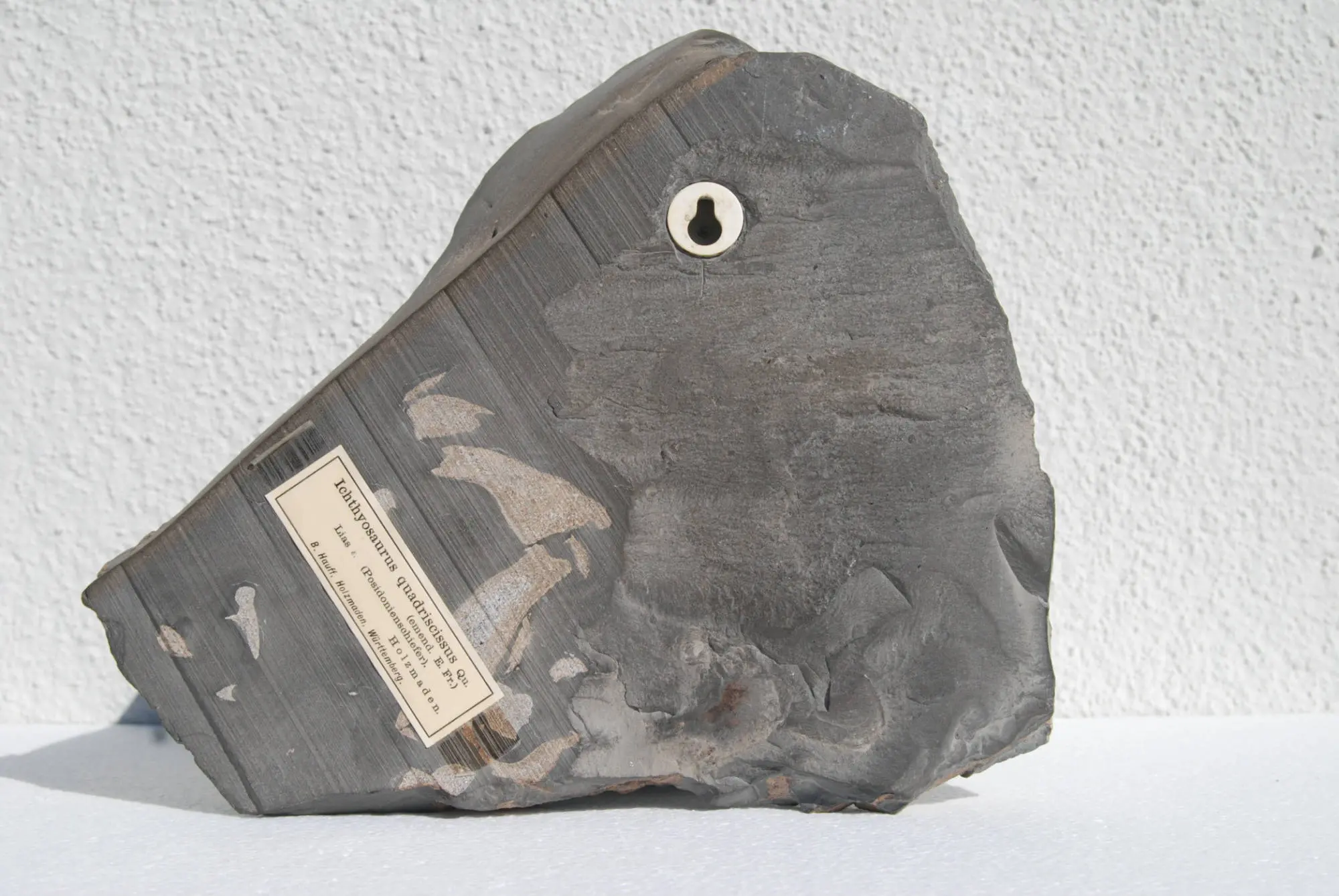 Stenopterygius quadriscissus_Holzmaden_09d