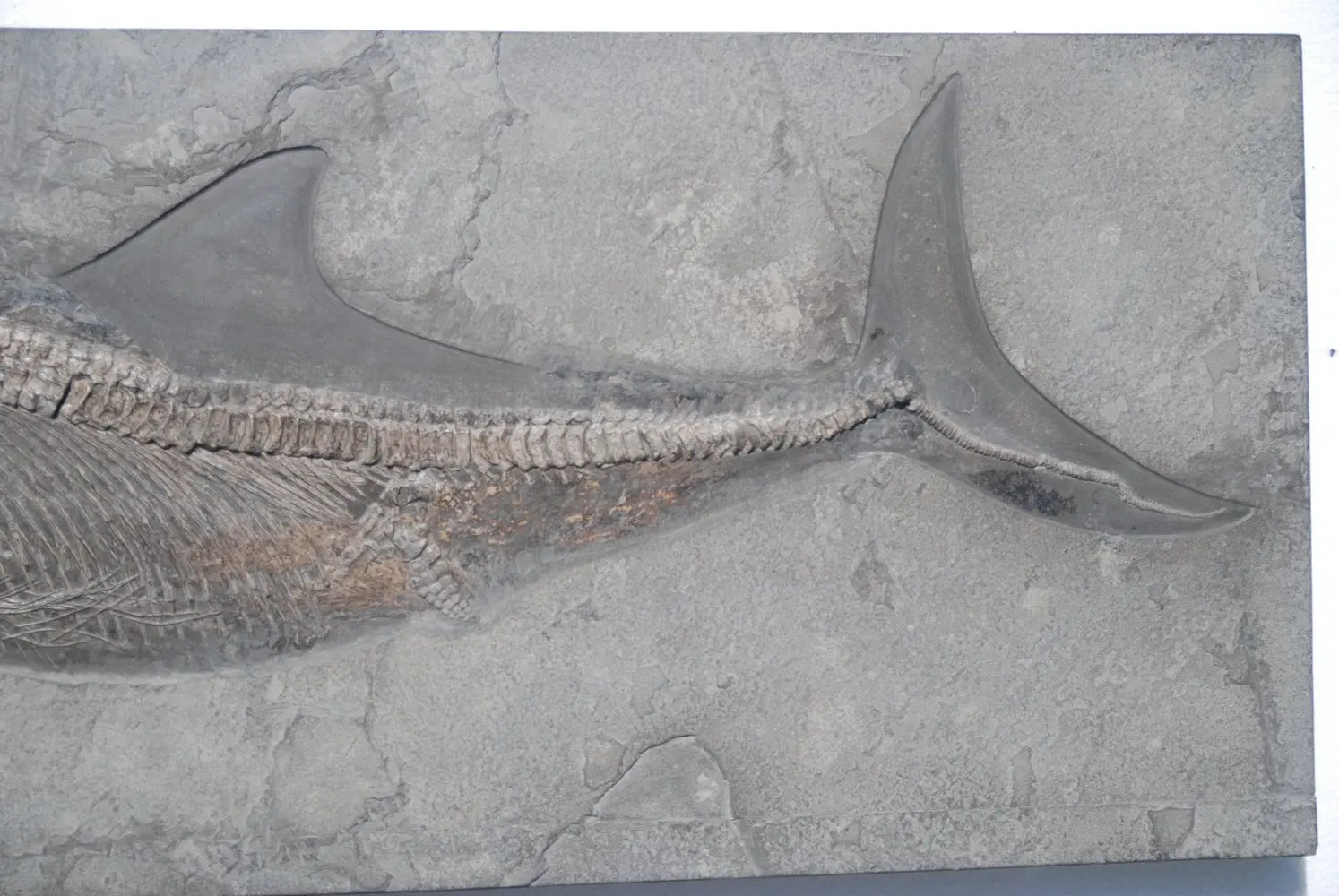 Stenopterygius quadriscissus_Holzmaden_#08c