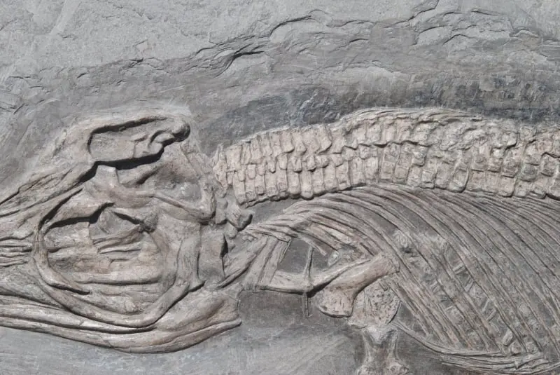 Stenopterygius quadriscissus_Holzmaden_08a