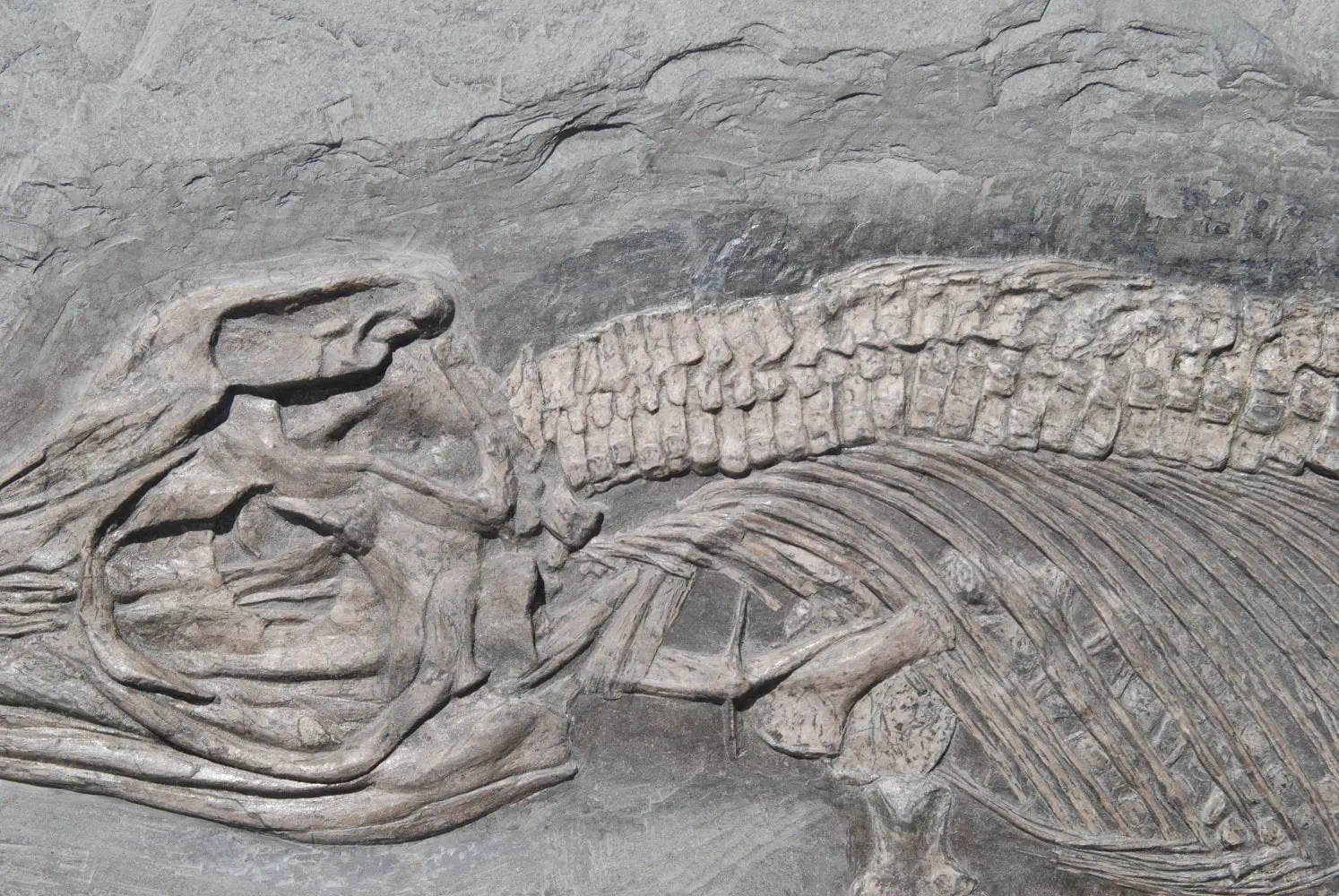 Stenopterygius quadriscissus_Holzmaden_08a