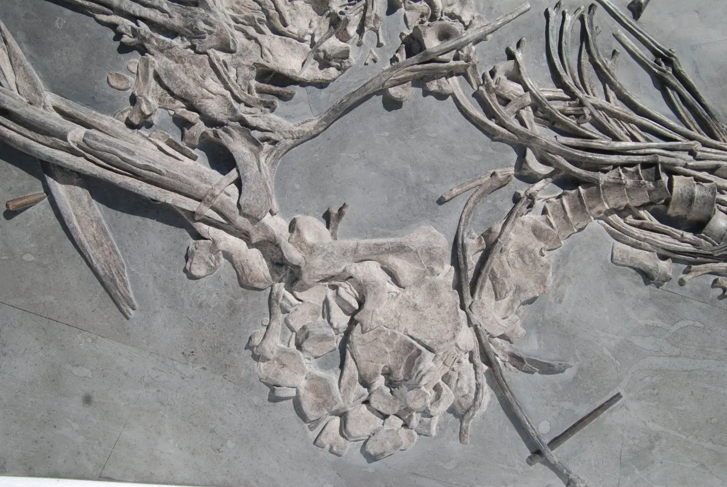 Ichthyosaurus quadriscissus_Holzmaden_05b