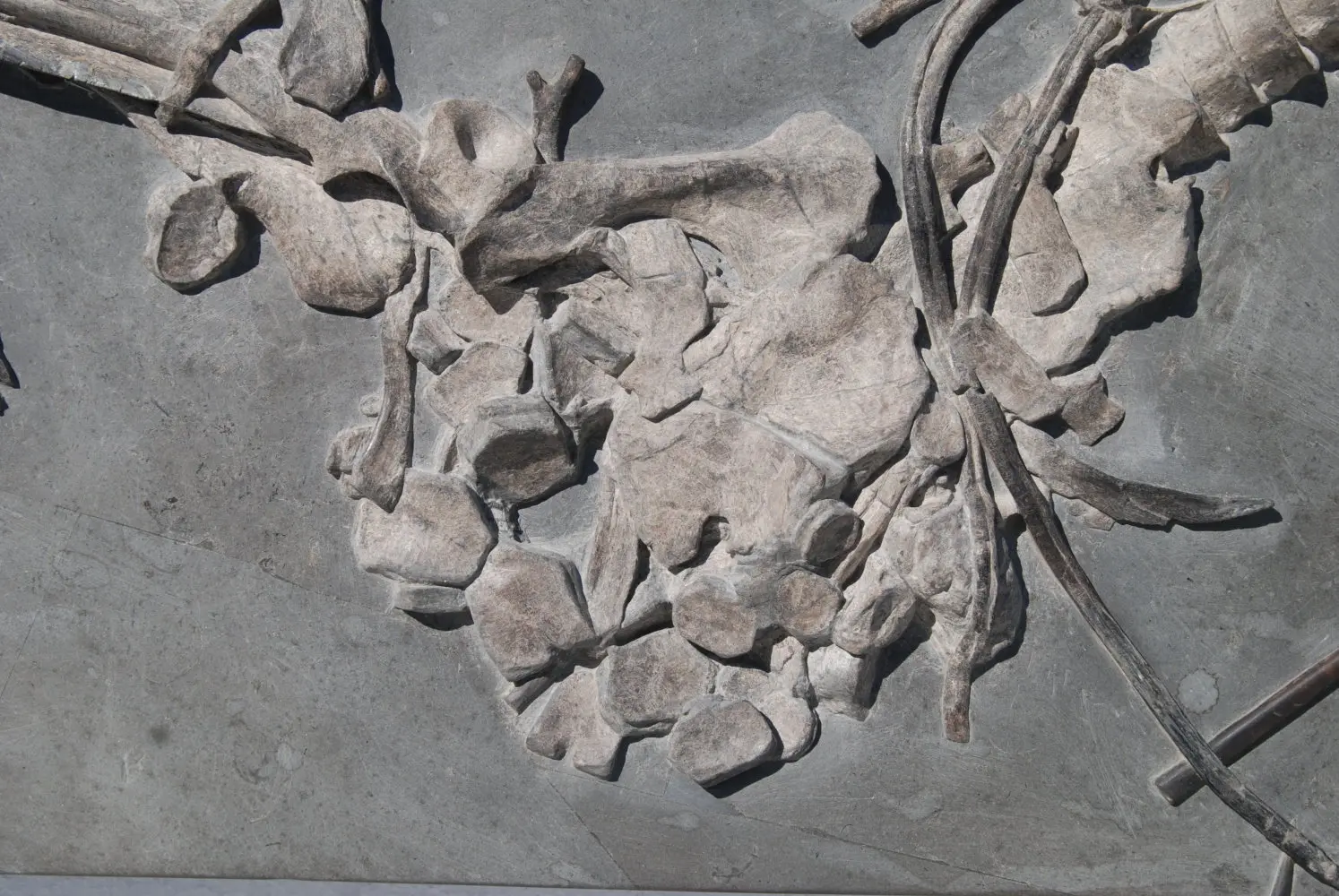 Ichthyosaurus quadriscissus_Holzmaden_05f