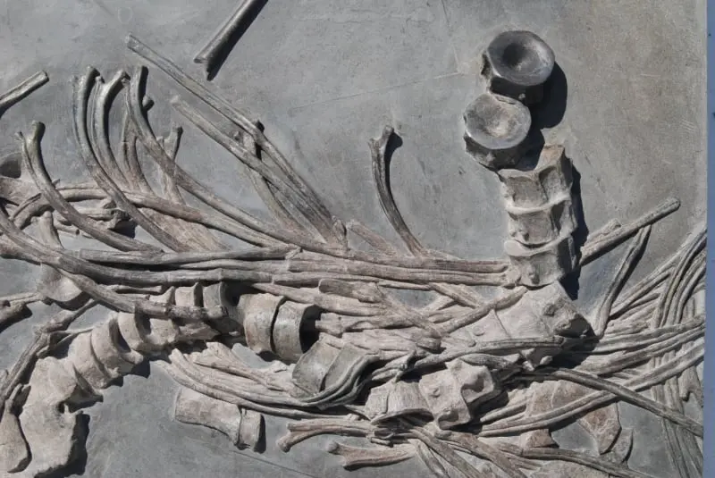 Ichthyosaurus quadriscissus_Holzmaden_05g