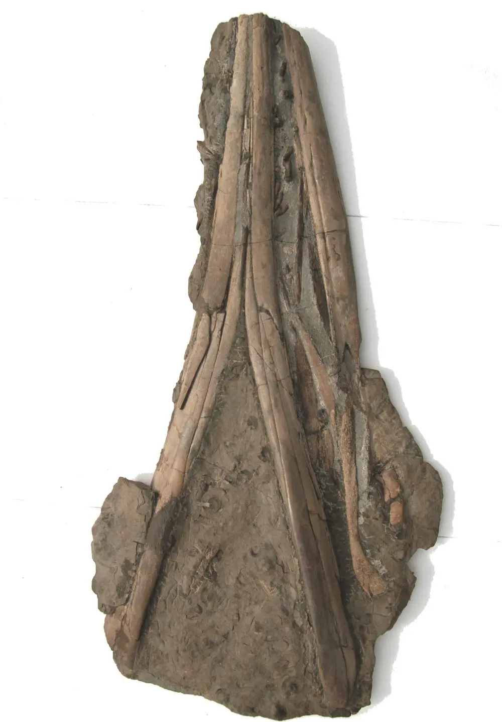 Ichthyosaurus Eurhinosaurus_Holzmaden_04c