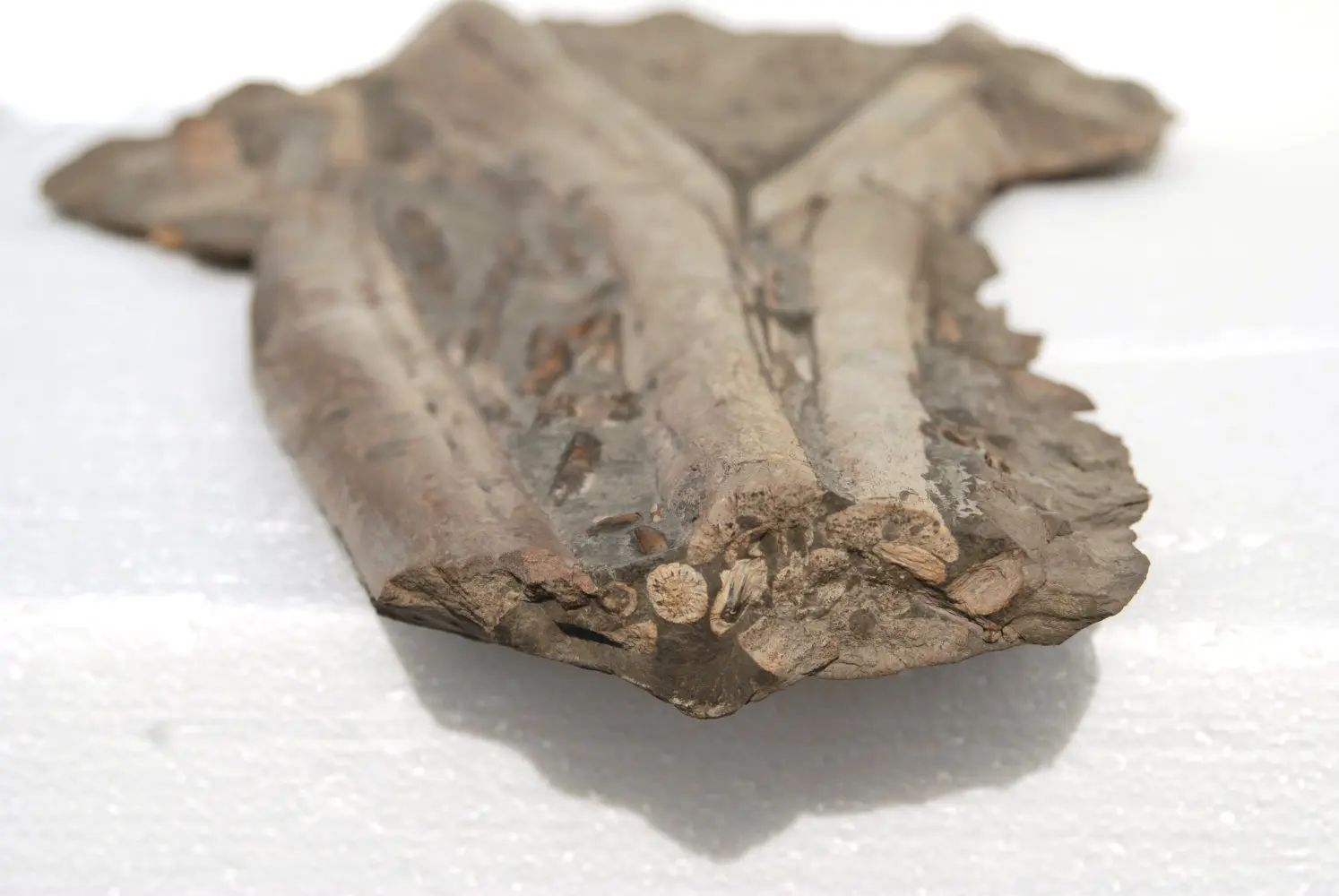 Ichthyosaurus Eurhinosaurus_Holzmaden_06b