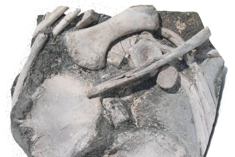 Ichthyosaurus_Holzmaden_03b