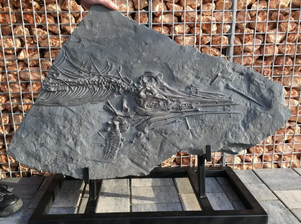 Stenopterygius quadriscissus_Holzmaden_07d