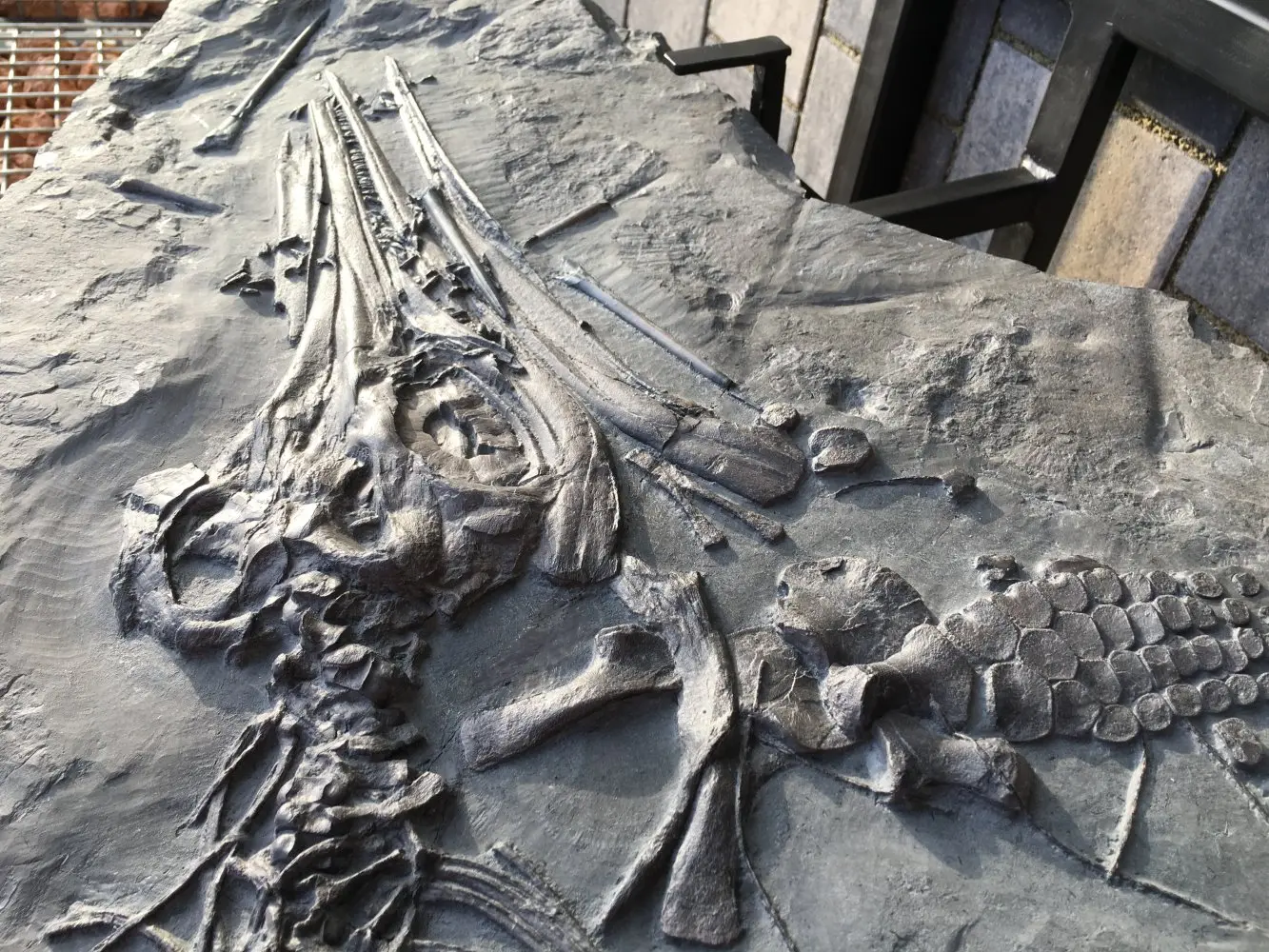 Stenopterygius quadriscissus_Holzmaden_07c