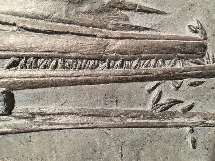 Stenopterygius quadriscissus_Holzmaden_#16d