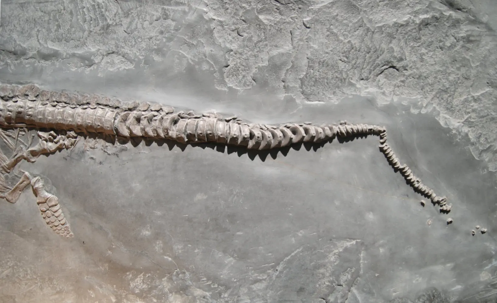 Stenopterygius quadriscissus_Holzmaden_12c