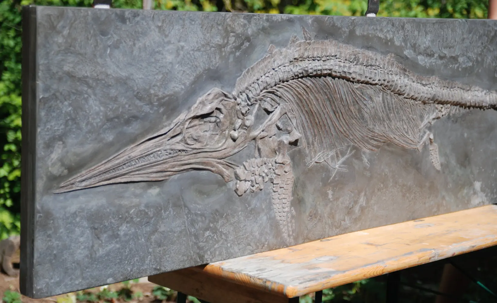 Stenopterygius quadriscissus_Holzmaden_12e