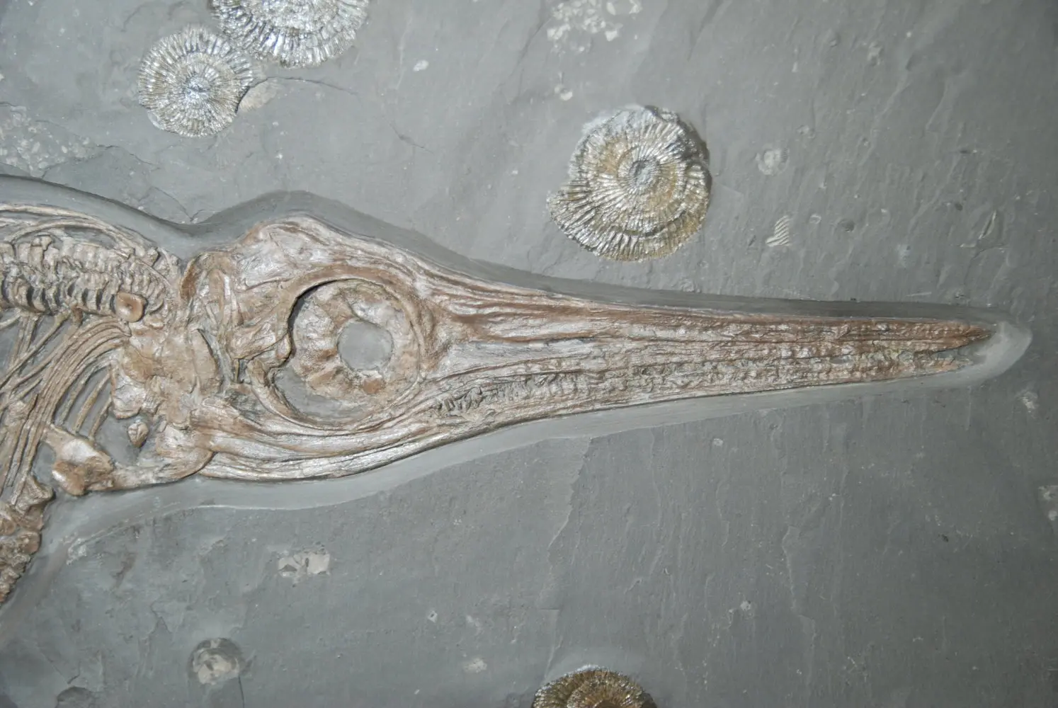 Stenopterygius quadriscissus_Holzmaden_10d