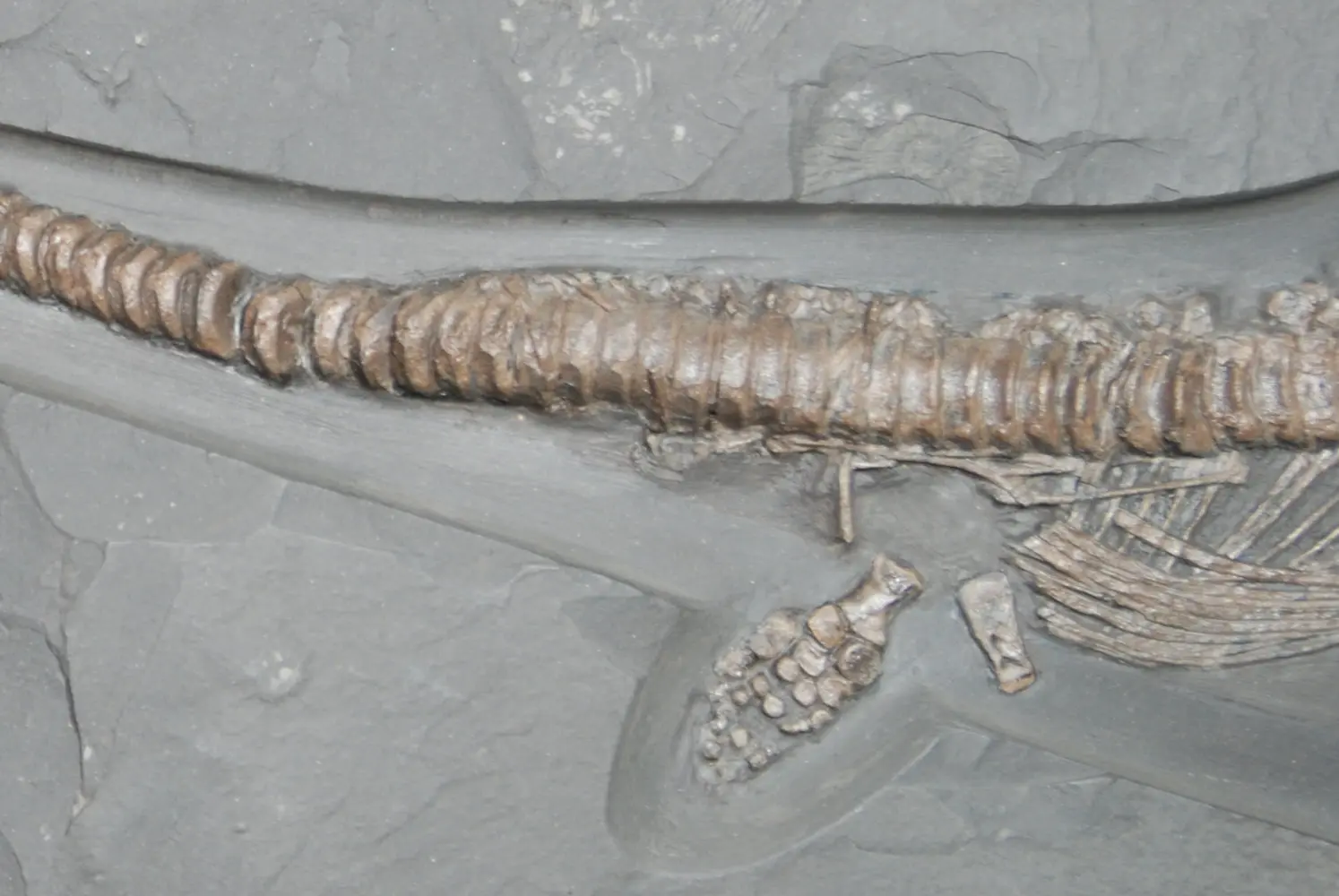 Stenopterygius quadriscissus_Holzmaden_10e