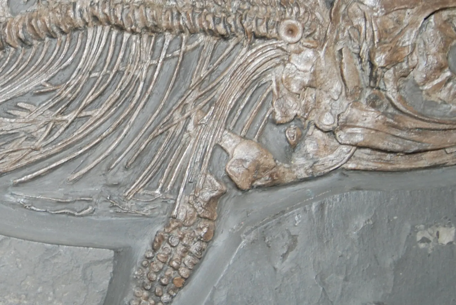 Stenopterygius quadriscissus_Holzmaden_10f