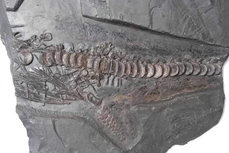 Stenopterygius quadriscissus_Holzmaden_11g