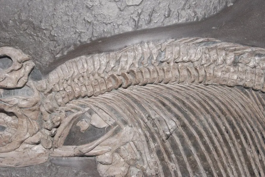 Stenopterygius quadriscissus_Holzmaden_f