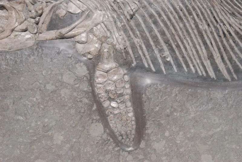 Stenopterygius quadriscissus_Holzmaden_g