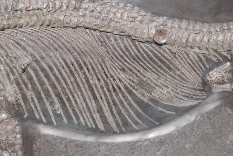 Stenopterygius quadriscissus_Holzmaden_h