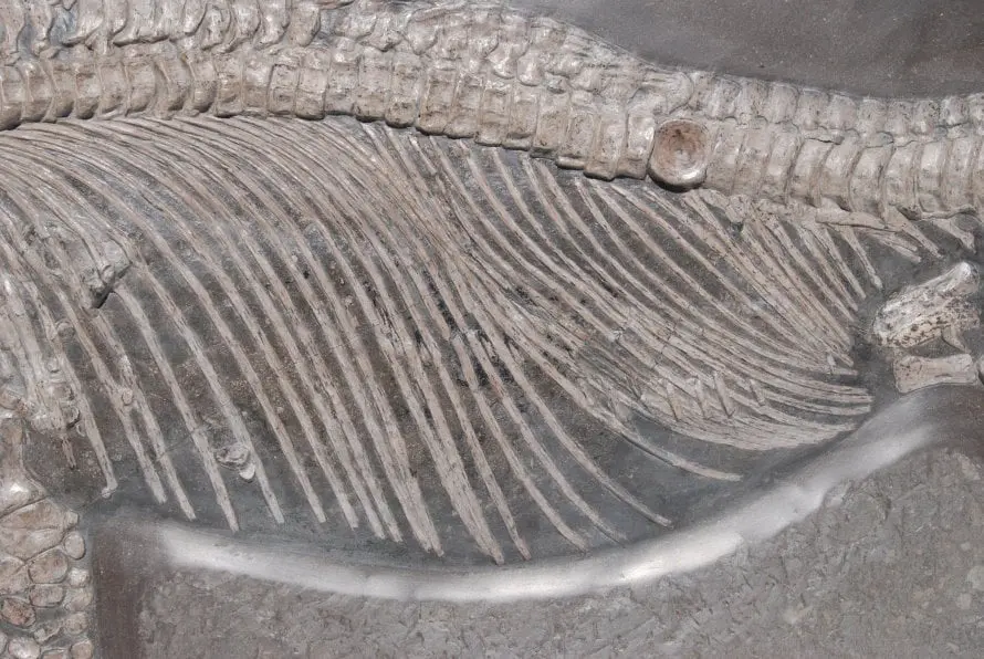 Stenopterygius quadriscissus_Holzmaden_h