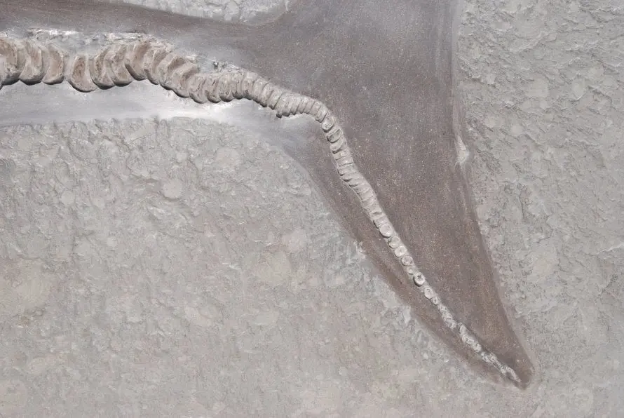 Stenopterygius quadriscissus_Holzmaden_l