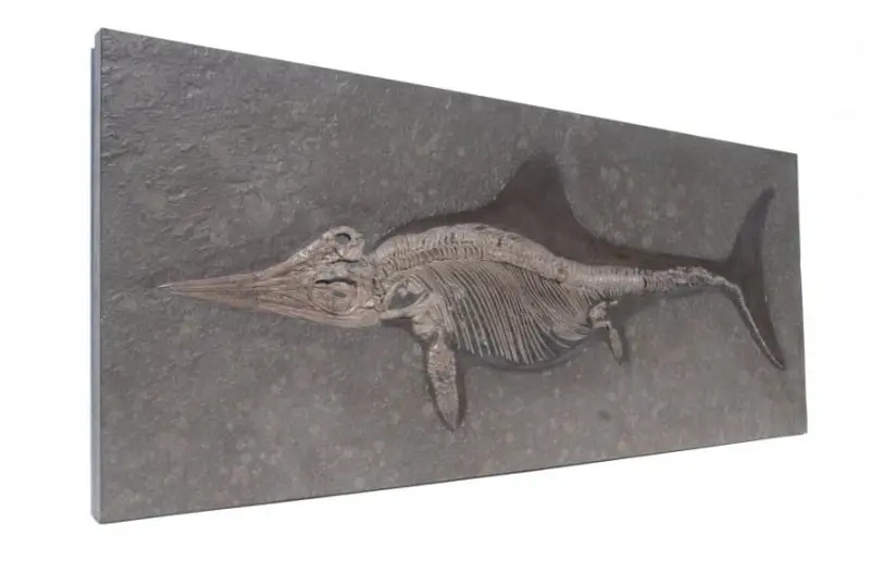 Stenopterygius quadriscissus_Holzmaden_m