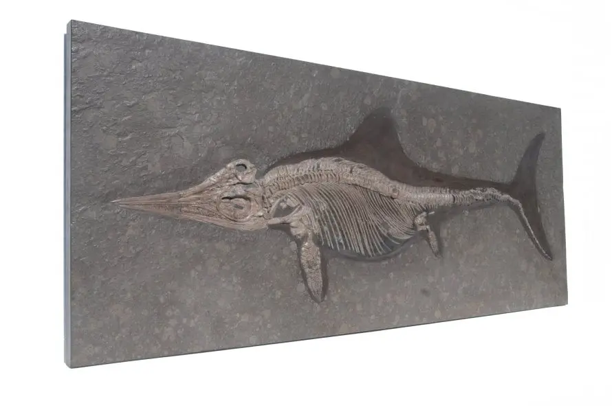 Stenopterygius quadriscissus_Holzmaden_m