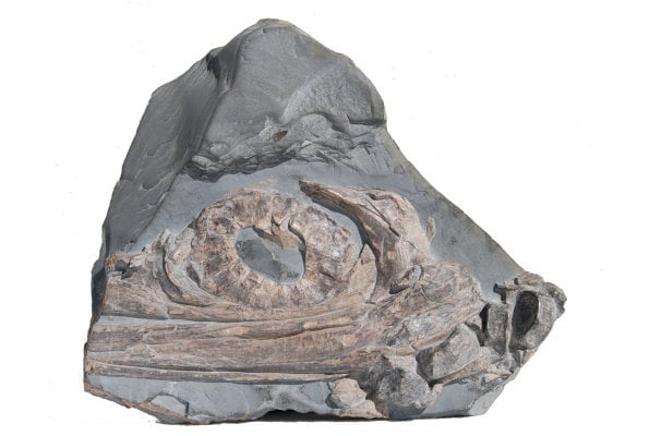 Ichthyosaurier Ankauf 1985 25x21
