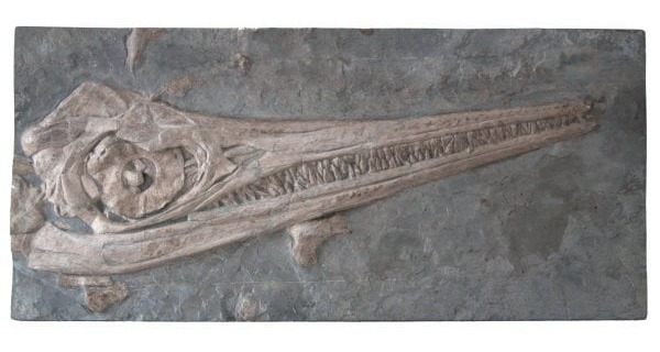 Ichthyosaurier Ankauf 57.0x26cm