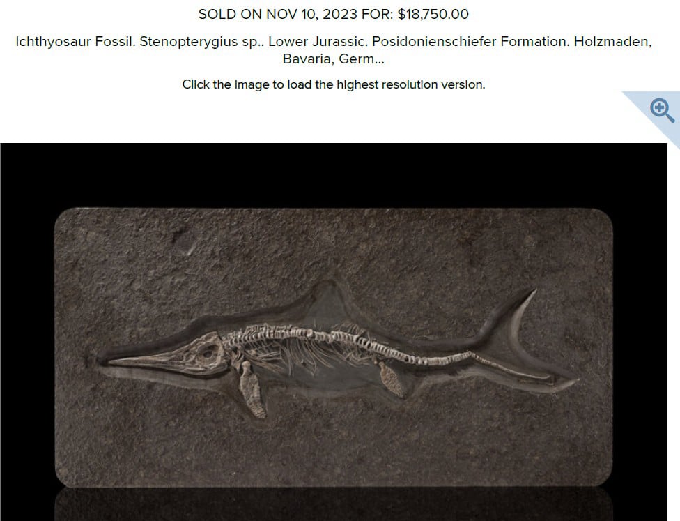 Juveniler Ichthyosaurier Auktionsergebnis