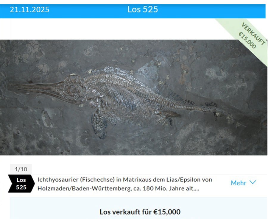 Adulter Ichthyosaurier Auktionsergebnis