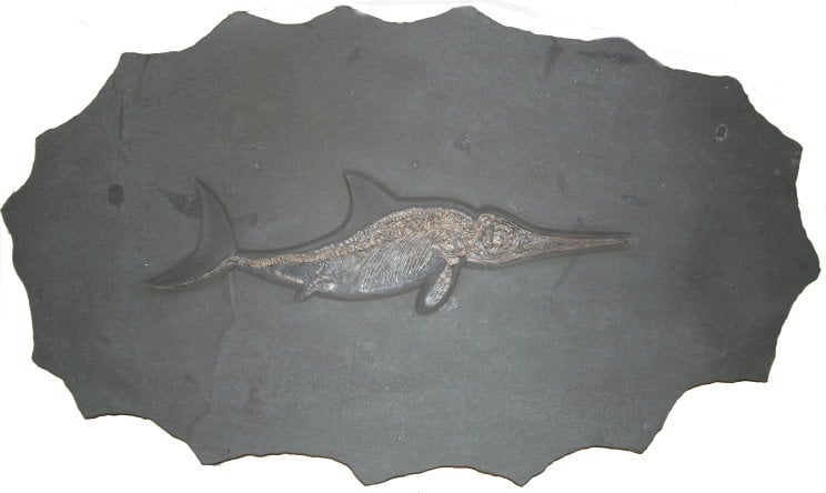 Ichthyosaurier Bewertung 117x69 cm
