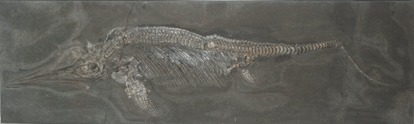 Ichthyosaurier Bewertung 58x197cm
