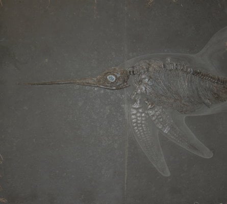 Ichthyosaurier Bewertung Eurhinosaurus 200x200cm