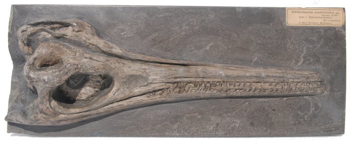 Ichthyosaurier Schädel Ankauf