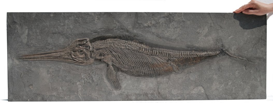 Fischsaurier Ichthyosaurus Stenopterygius mit Hauterhaltung