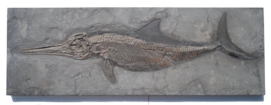 Ichthyosaurier Vermittlung 114x39 cm