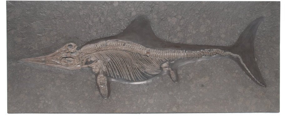 Ichthyosaurier Vermittlung 170x70 cm