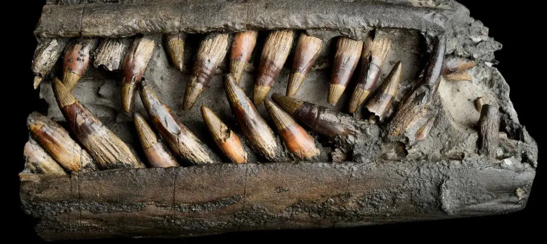 Ichthyosaurus_teeth