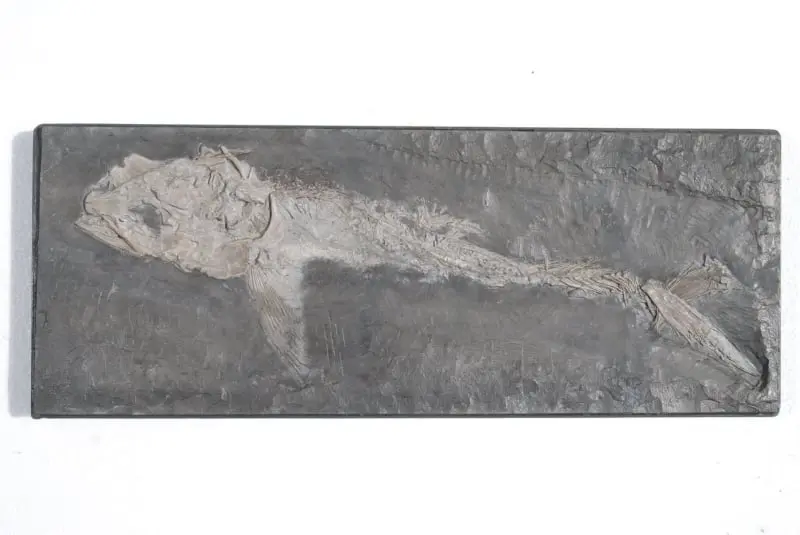 Saurostomus esocinus_Holzmaden_01a