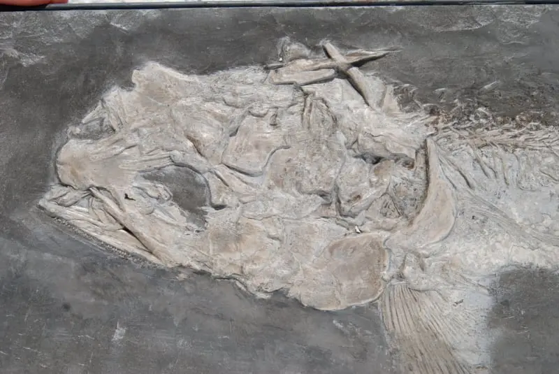 Saurostomus esocinus_Holzmaden_01b