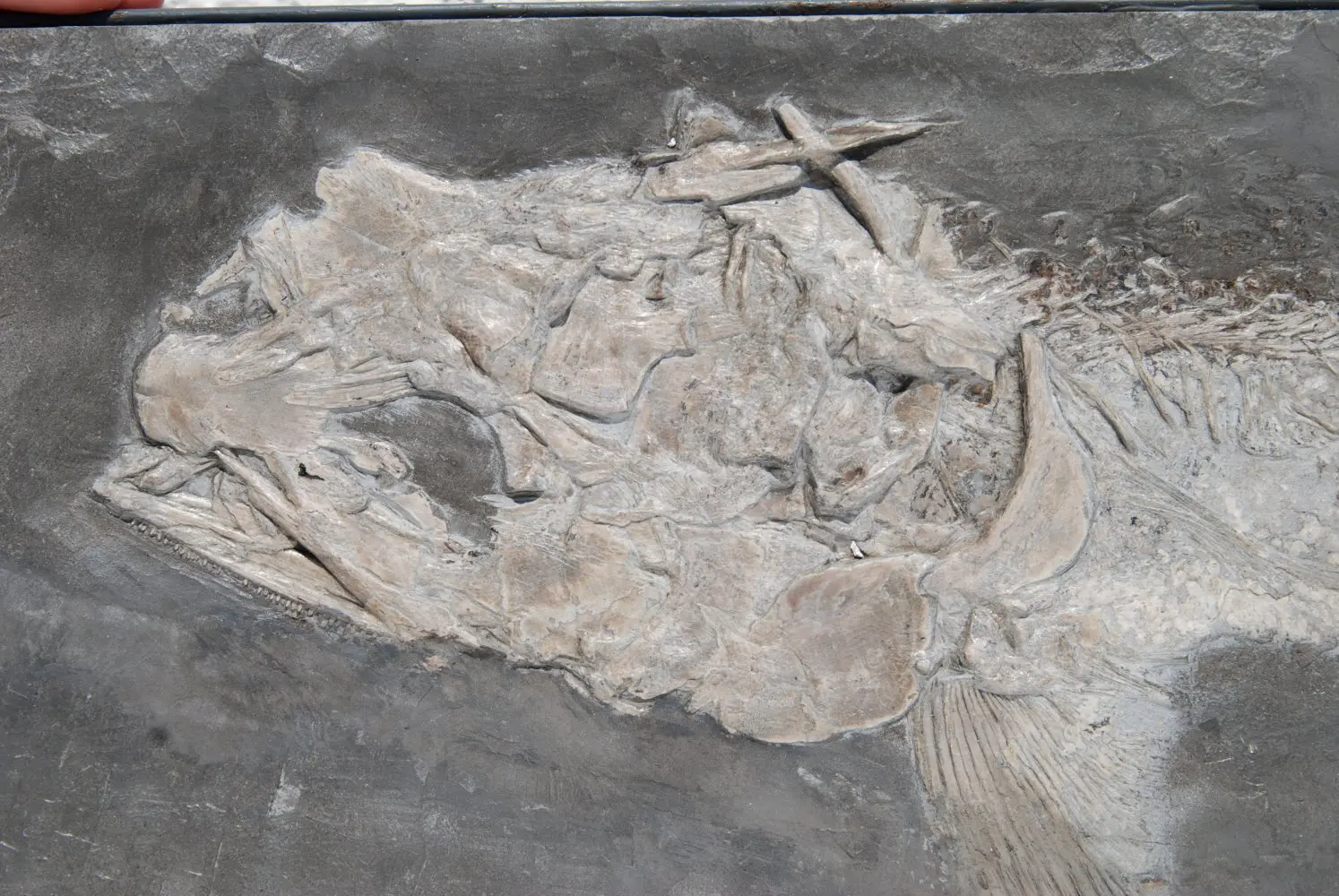 Saurostomus esocinus_Holzmaden_01b