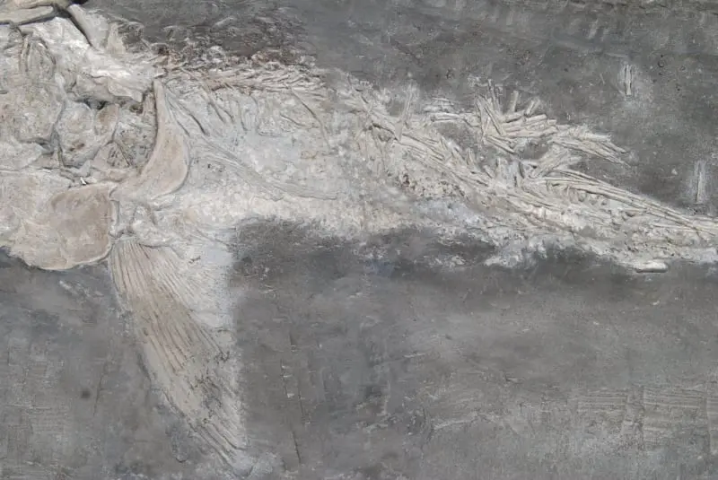 Saurostomus esocinus_Holzmaden_01c