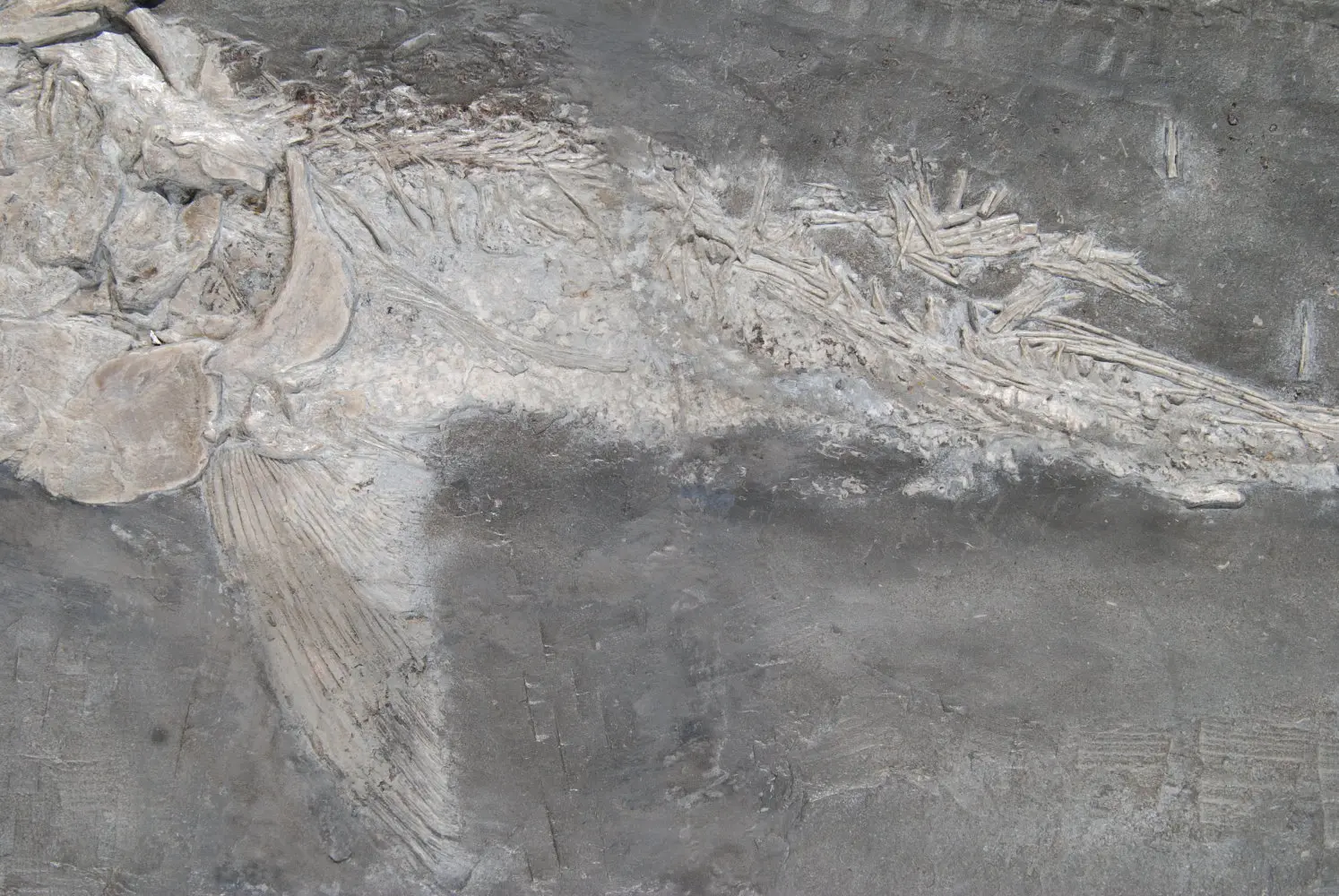 Saurostomus esocinus_Holzmaden_01c