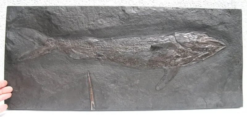 Pachycormus_Holzmaden_01d