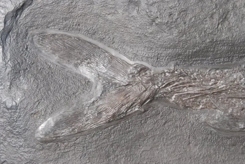 Pachycormus_Holzmaden_01a